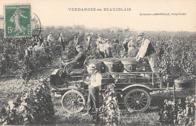 Carte postale ancienne Les Vendanges En Beaujolais
