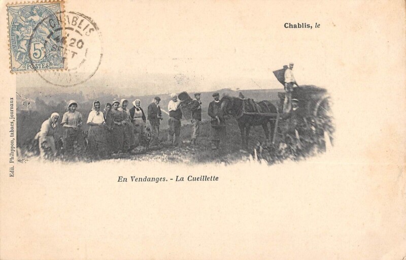 Carte postale ancienne Chablis - En Vendanges - La Cueillette à Chablis
