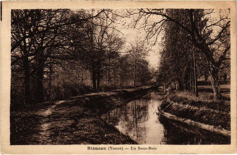 Carte postale ancienne Bléneau un sous-bois à Bléneau