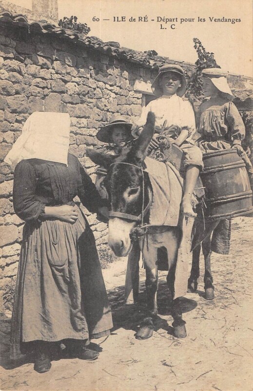 Carte postale ancienne Ile De Re - Depart Pour Les Vendanges