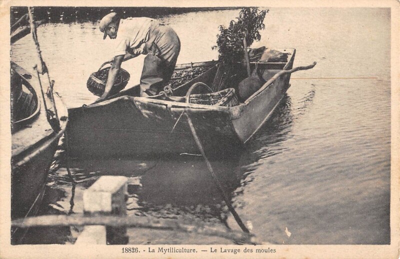 Carte postale ancienne Charente Maritime - La Mytiliculture - Le Lavage Des Moules