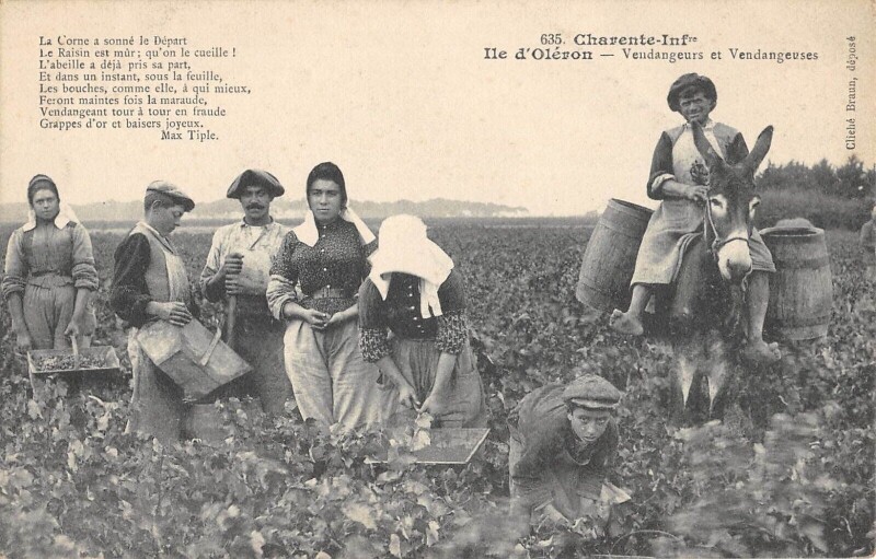 Carte postale ancienne Ile D'Oleron - Vendangeurs Et Vendangeuses