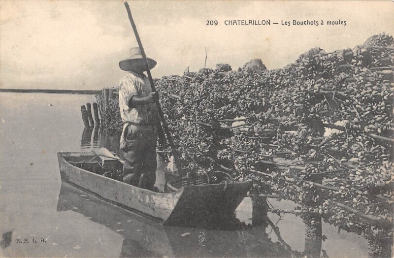 Carte postale ancienne Chatelaillon - Les Bouchots A Moules