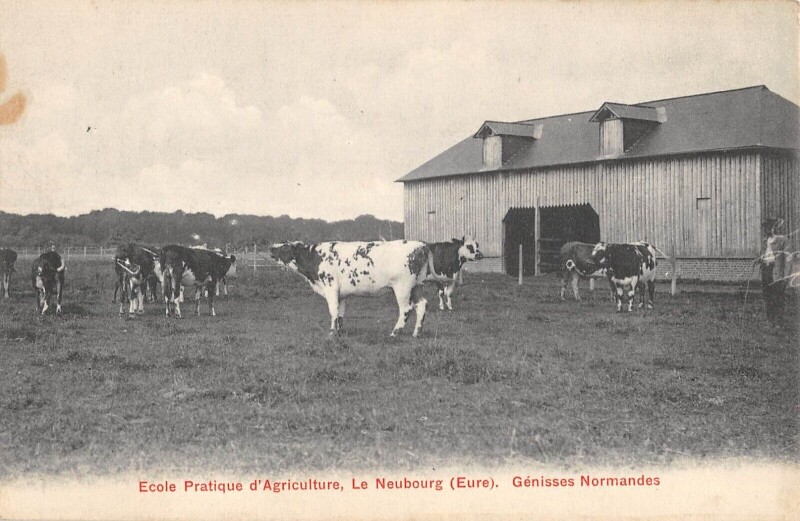 Carte postale ancienne Ecole Pratique D'Agriculture - Le Neubourg - Genisses Normandes au Neubourg