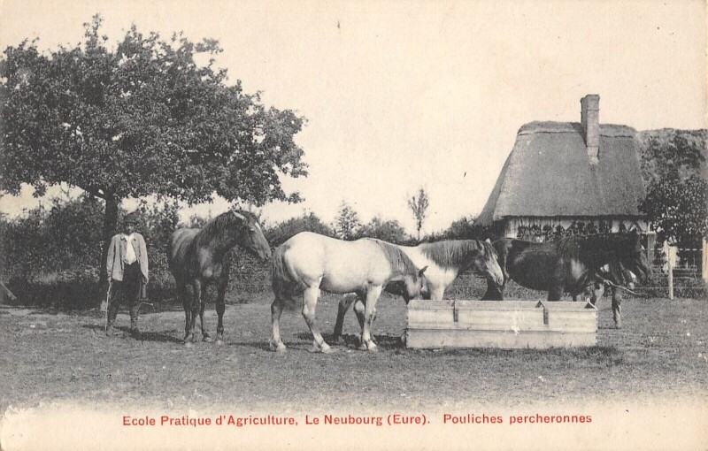 Carte postale ancienne Ecole Pratique D'Agriculture - Le Neubourg - Pouliches Percheronnes au Neubourg