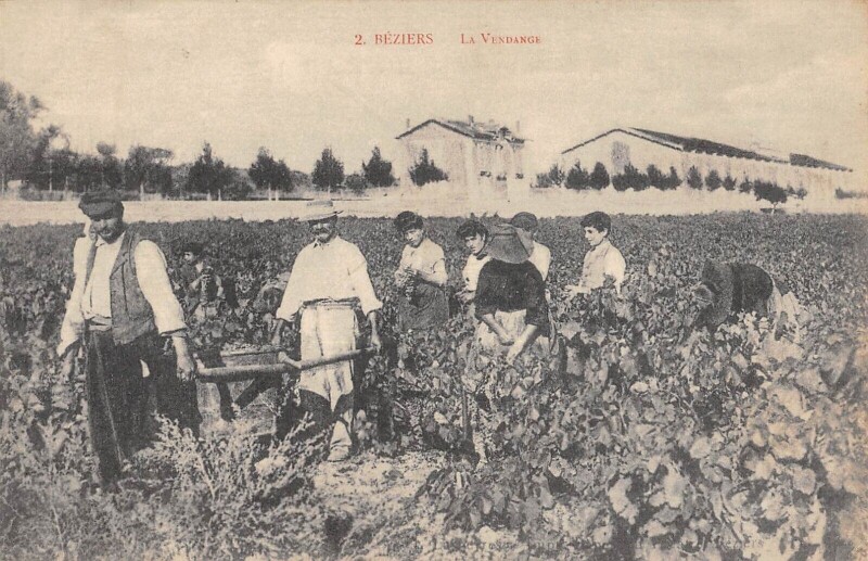 Carte postale ancienne Beziers - La Vendange