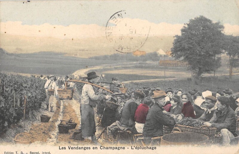 Carte postale ancienne Les Vendanges En Champagne / L'Epluchage