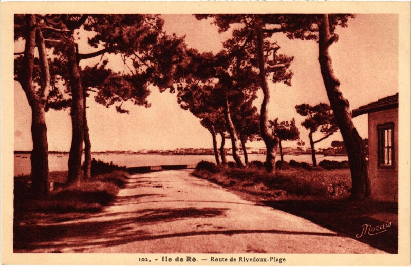 Carte postale ancienne Ile de Ré Route de Rivedoux-Plage à Rivedoux-Plage