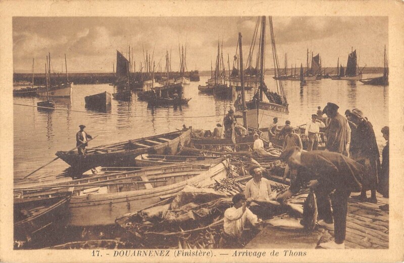 Carte postale ancienne Douarnenez - Arrivage De Thons à Douarnenez