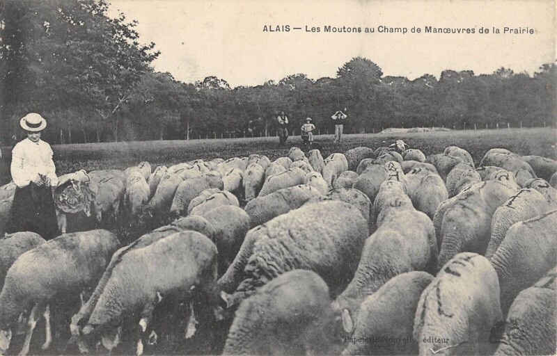Carte postale ancienne Alais - Les Moutons Au Champ De Manoeuvres De La Prairie