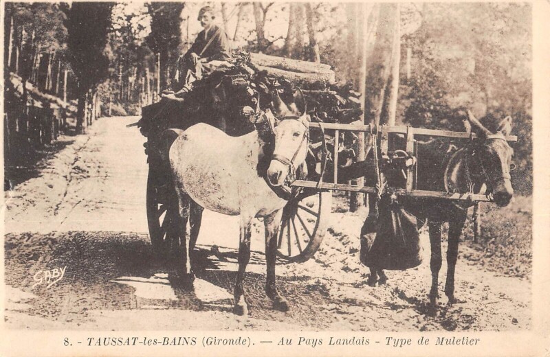 Carte postale ancienne Taussat Les Bains - Type De Muletier