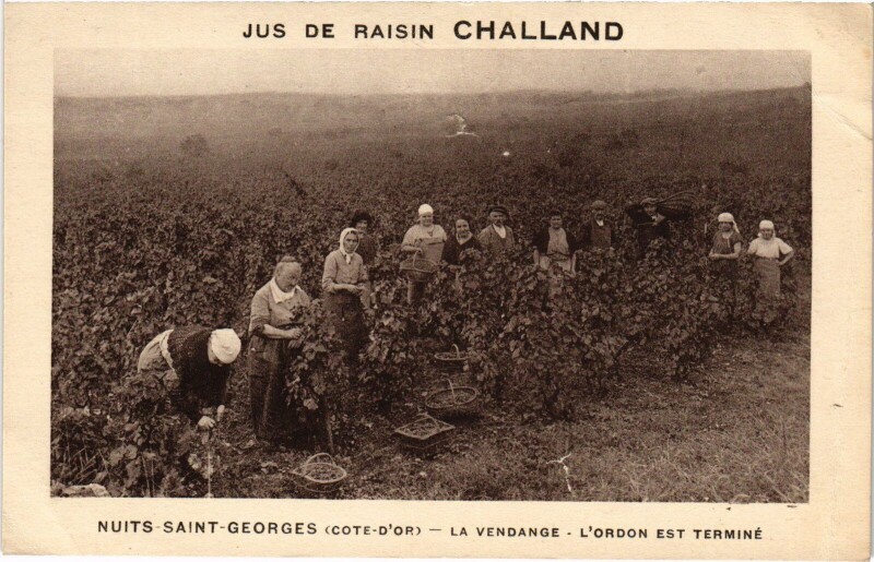 Carte postale ancienne Nuits-Saint-Georges Le Vendange France à Nuits-Saint-Georges