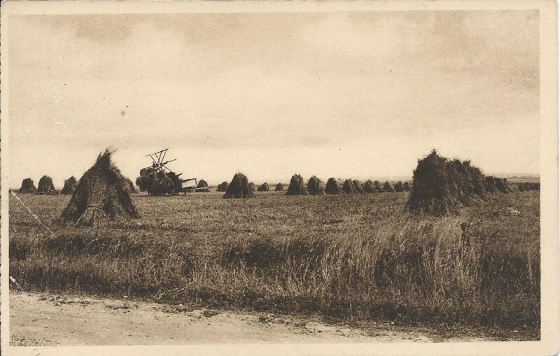 Carte postale ancienne Dans la plaine à Argentan