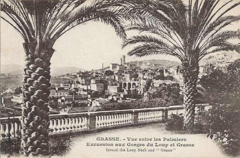 Carte postale ancienne Vue entre les Palmiers à Grasse