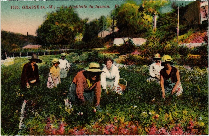 Carte postale ancienne Grasse Cueillette du Jasmin à Grasse
