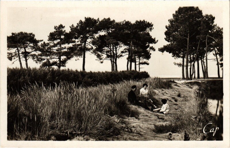 Carte postale ancienne Andernos-les-bains Les Quinconces Paysage à Andernos-les-Bains