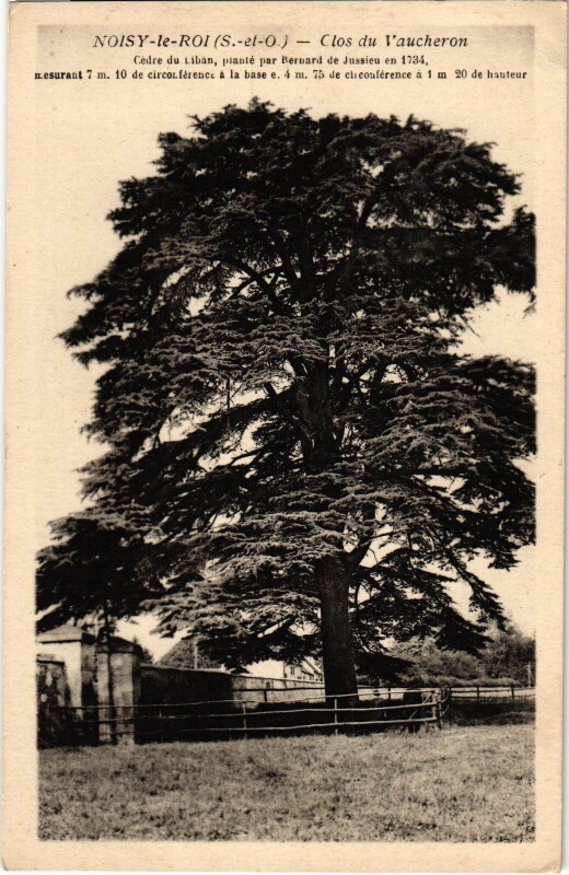 Carte postale ancienne Noisy-le-Roi Clos du Vaucheron - Cedre du Liban à Noisy-le-Roi