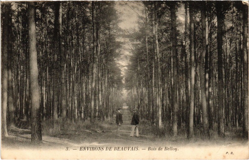 Carte postale ancienne Bois de Belloy à Belloy