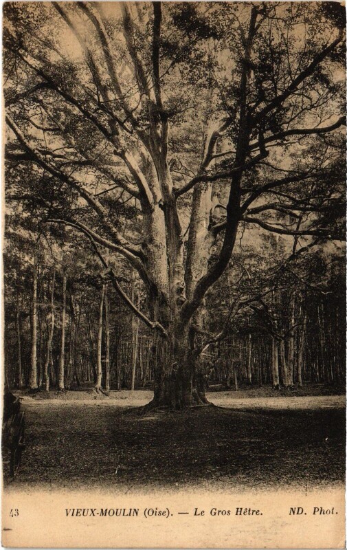 Carte postale ancienne Vieux-Moulin Le Gros Hetre à Vieux-Moulin
