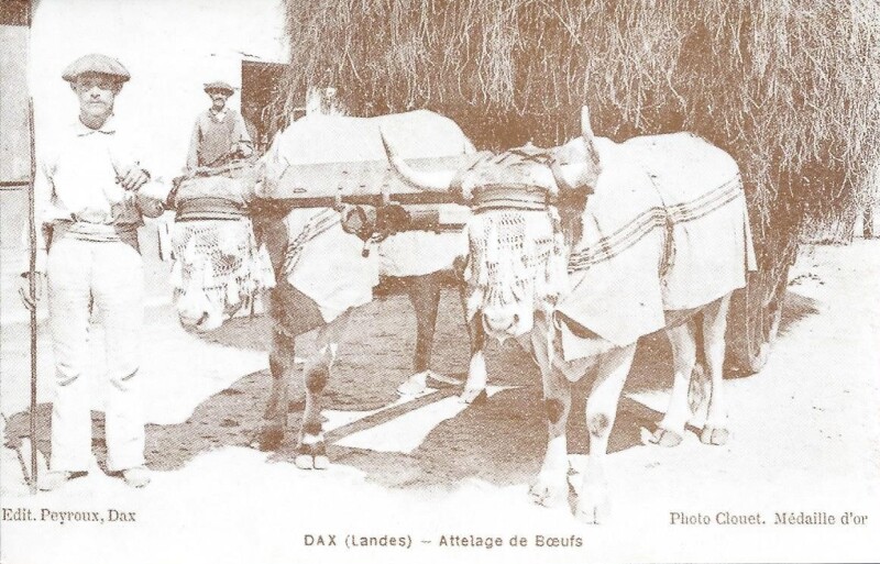 Carte postale ancienne Attelage de Boeufs à Dax