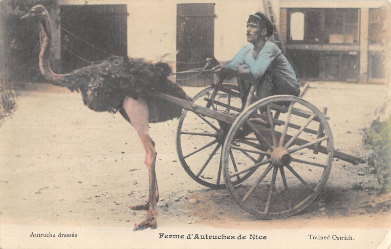 Carte postale ancienne Ferme D'Autruches A Nice - Attelage