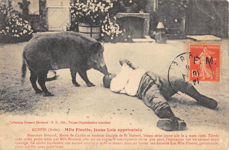 Carte postale ancienne Cunfin - Mlle Finette - Jeune Laie Apprivoisee - Sanglier à Cunfin