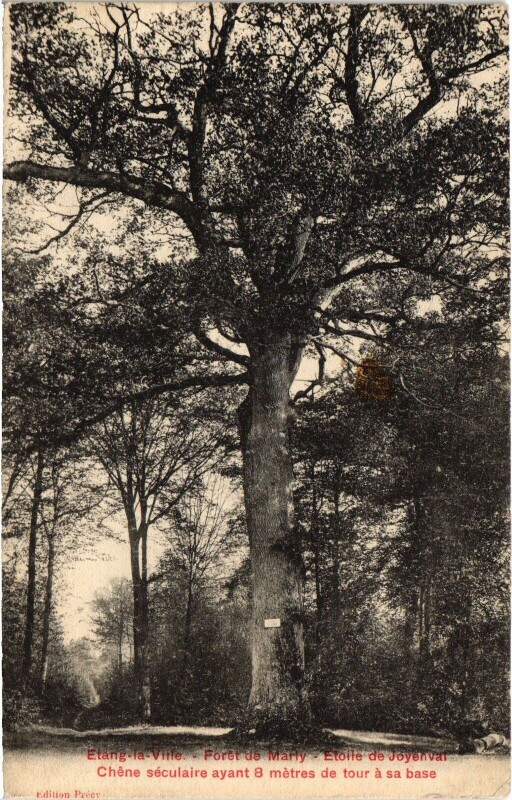 Carte postale ancienne L'Etang-la-Ville Foret de Marly - Etoile de Joyenval - Chene à Chambourcy