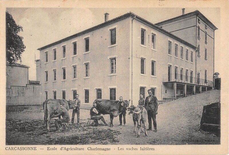 Carte postale ancienne Carcassonne / Ecole D'Agriculture Charlemagne / Les Vaches Laitieres à Carcassonne