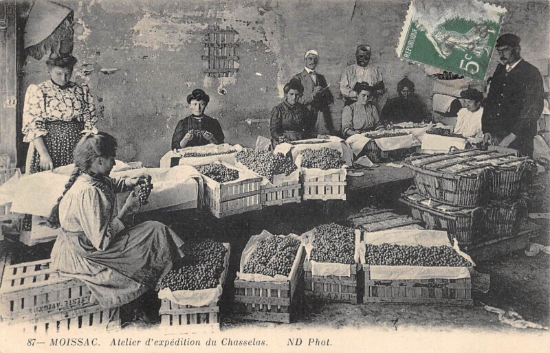 Carte postale ancienne Moissac - Atelier D'Expedition Du Chasselas à Moissac