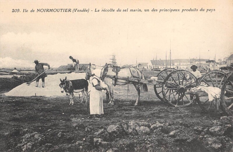 Carte postale ancienne Ile De Noirmoutier - La Recolte Du Sel Marin
