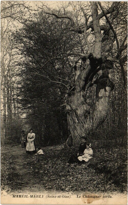 Carte postale ancienne Marly Chataignier tordu