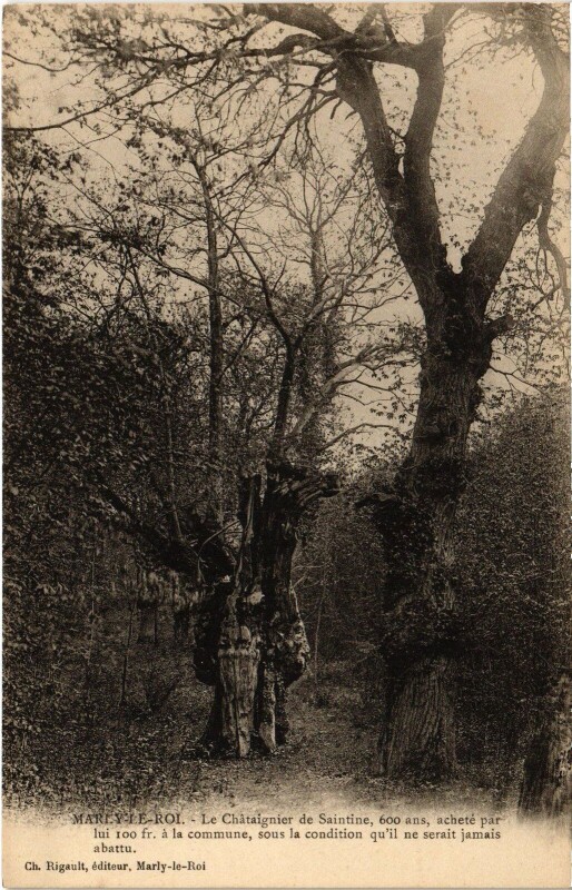Carte postale ancienne Marly Chataignier de Saintine