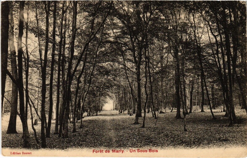 Carte postale ancienne Marly Un Sous Bois
