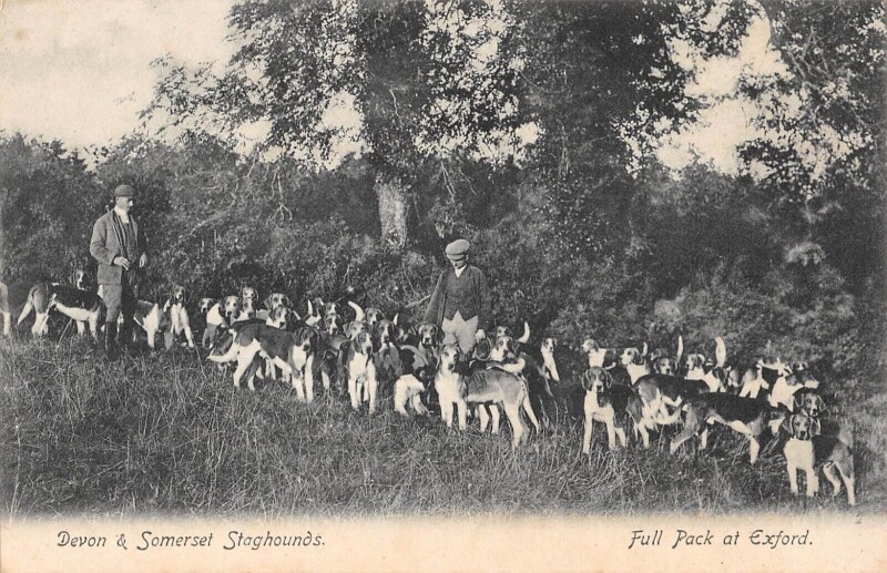 Carte postale ancienne Chasse - Chasses A Courre - Devon Ans Somerset Staghounds - Full Pack At Exf