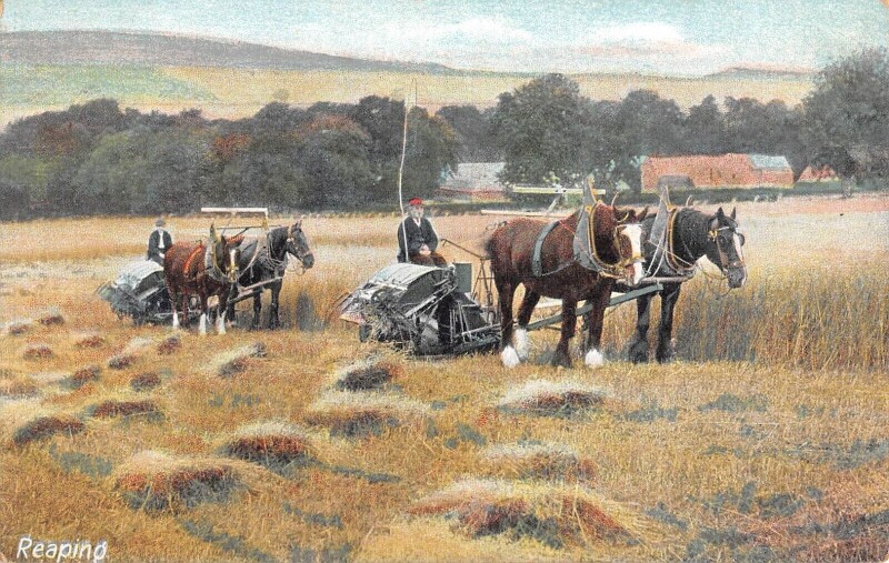 Carte postale ancienne Agriculture - Scene De Fenaison - Reaping - Machine Agricole