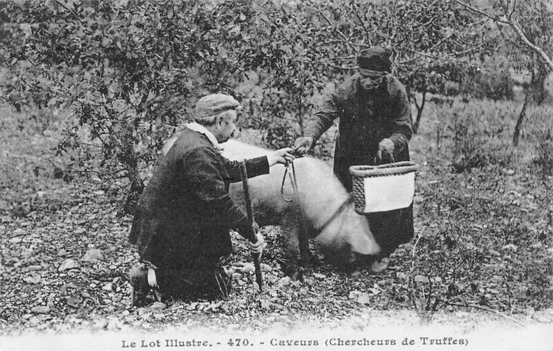 Carte postale ancienne / Le Lot Illustre - Caveurs - Chercheurs De Truffes