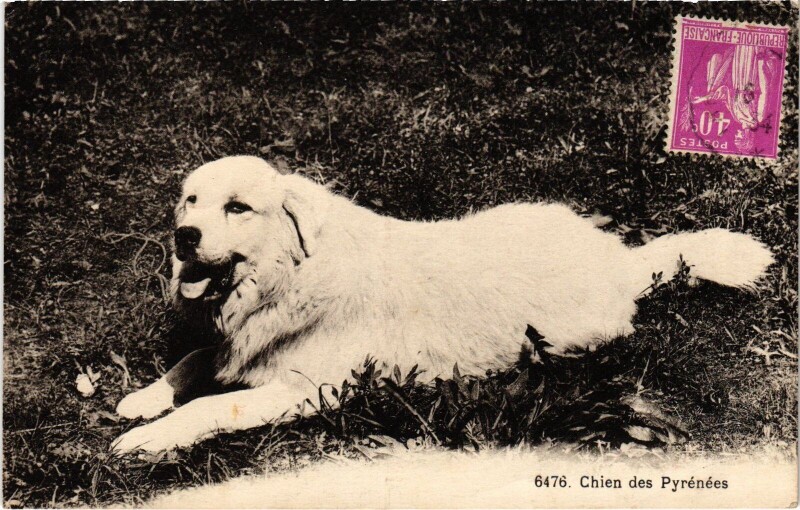 Carte postale ancienne Pyrénées Chiens des Pyrénées