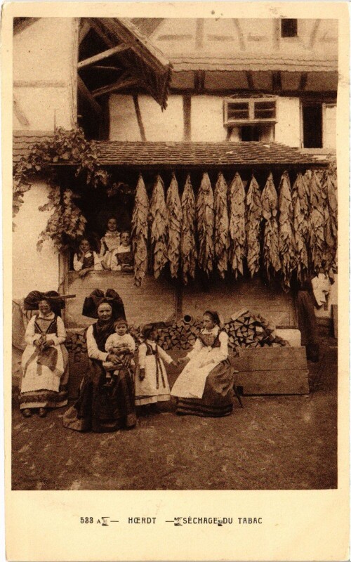 Carte postale ancienne Hoerdt Séchage du tabac Folklore à Hoerdt