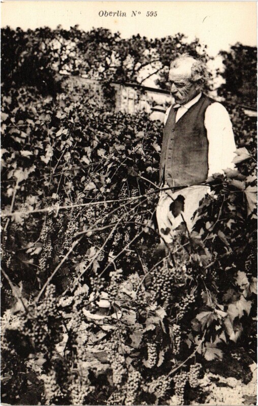 Carte postale ancienne Oberlin Vendanges