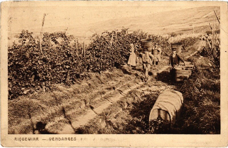 Carte postale ancienne Riquewihr Vendanges à Riquewihr