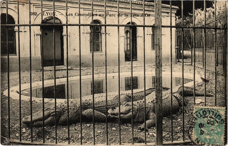 Carte postale ancienne Lyon Parc de la Tete-d'Or Crocodiles