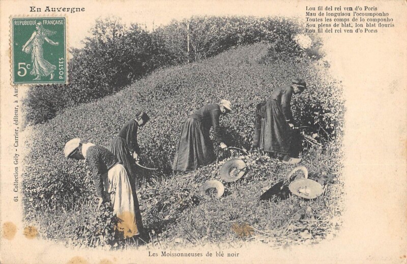 Carte postale ancienne Cantal - Les Moissonneuses De Ble Noir