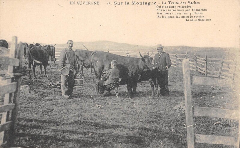 Carte postale ancienne Cantal - Sur La Montagne - Traite Des Vaches