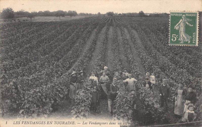 Carte postale ancienne Les Vendanges En Touraine - Les Vendangeurs Dans Un Vignoble