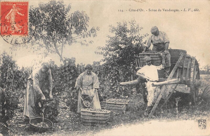 Carte postale ancienne Cote D'Or - Scene De Vendanges