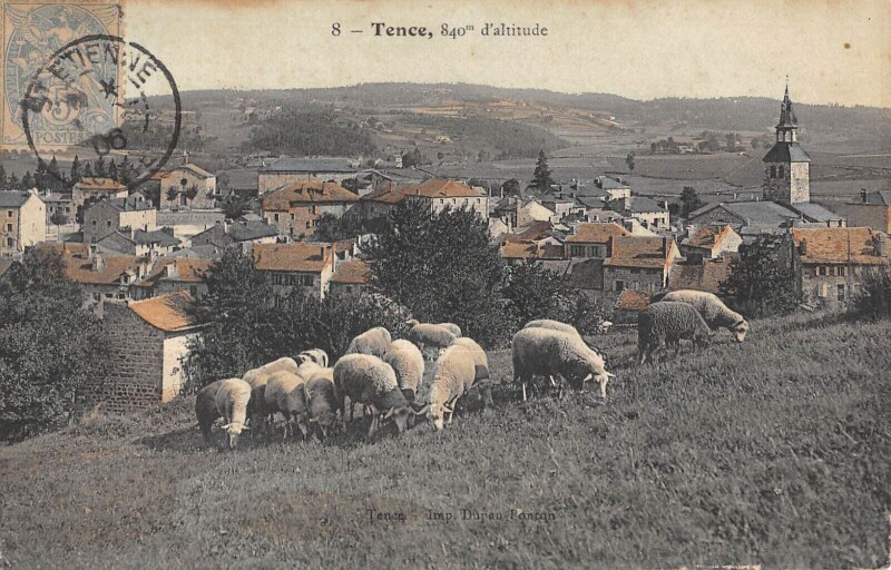 Carte postale ancienne Tence - Moutons à Tence