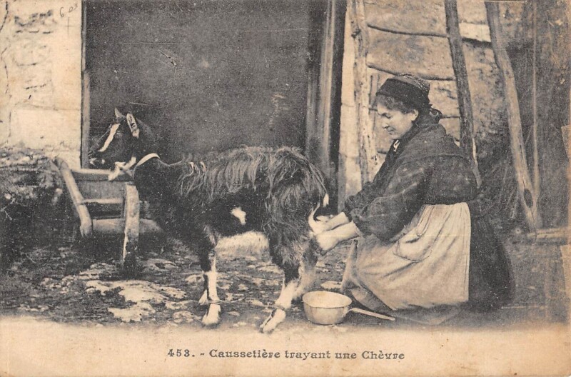 Carte postale ancienne Lot - Caussetiere Trayant Une Chevre
