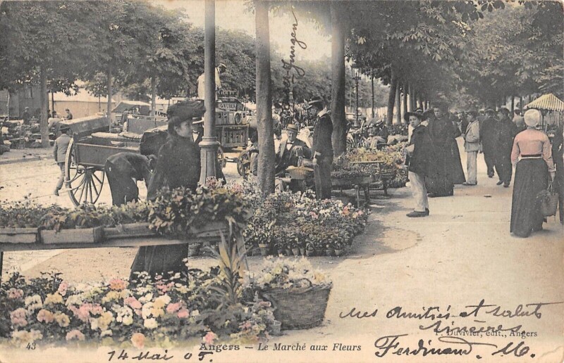 Carte postale ancienne Angers - Le Marche Aux Fleurs à Angers