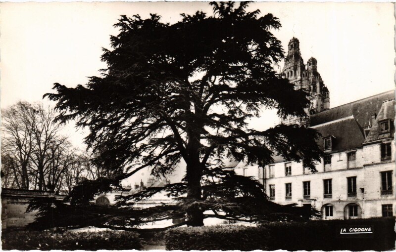 Carte postale ancienne Tours Le Musee et le Cedre à Tours