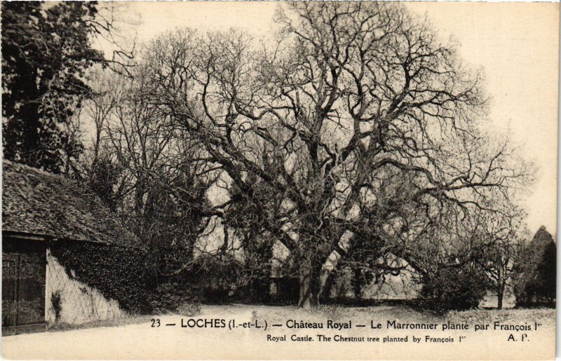 Carte postale ancienne Loches Chateau Royal Marronnier plante à Loches